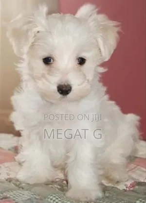 1-3 months Male Purebred Maltese