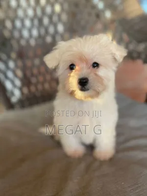1-3 months Male Purebred Maltese