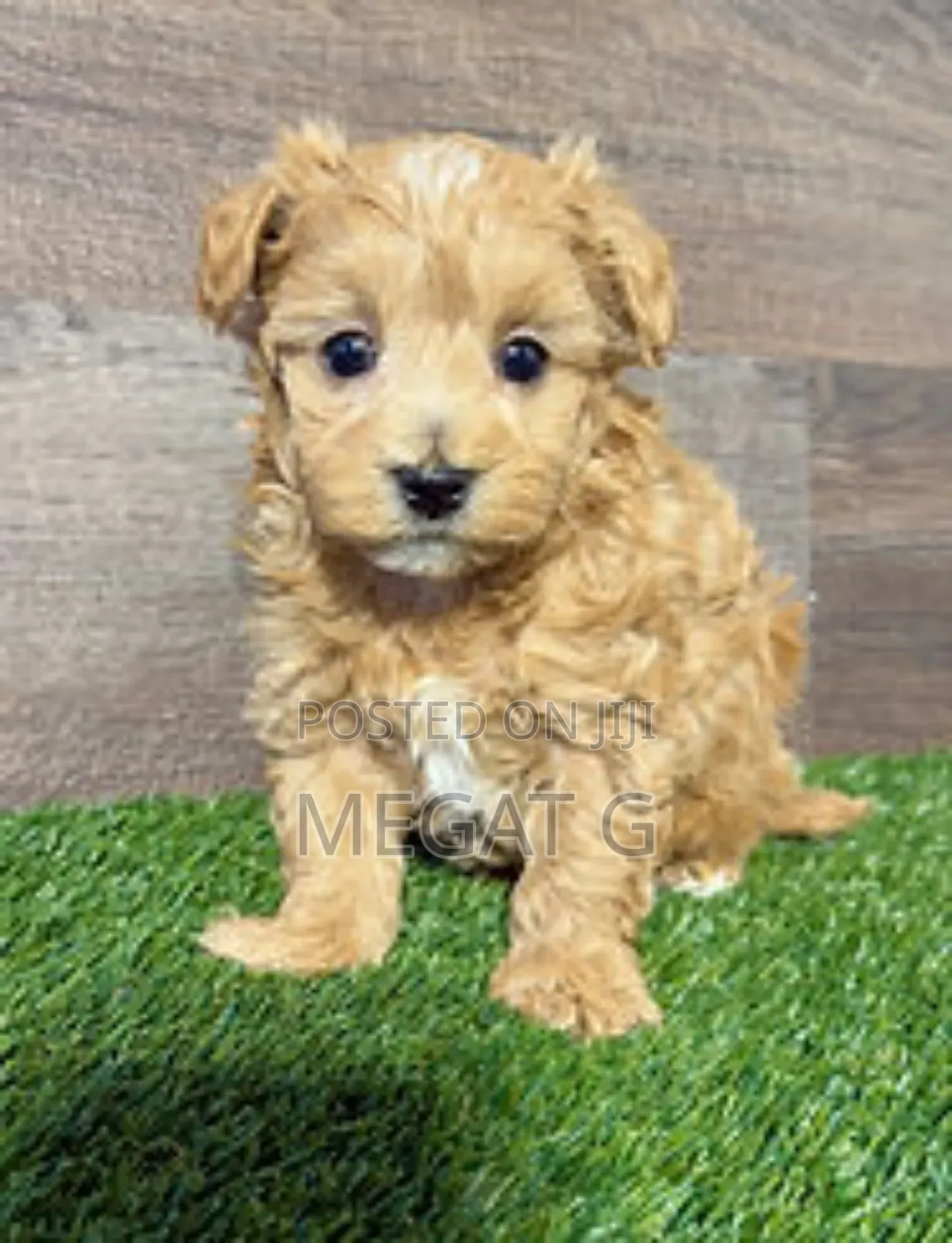 1-3 months Male Purebred Maltipoo