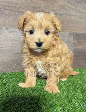 1-3 months Male Purebred Maltipoo