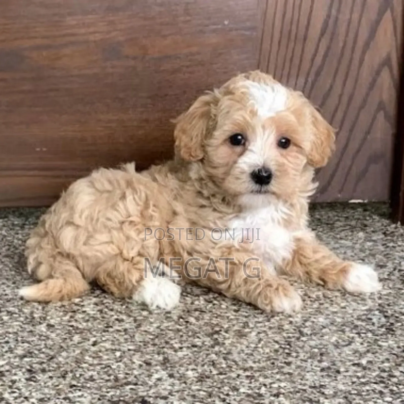 1-3 months Male Purebred Maltipoo