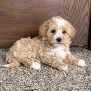 1-3 months Male Purebred Maltipoo