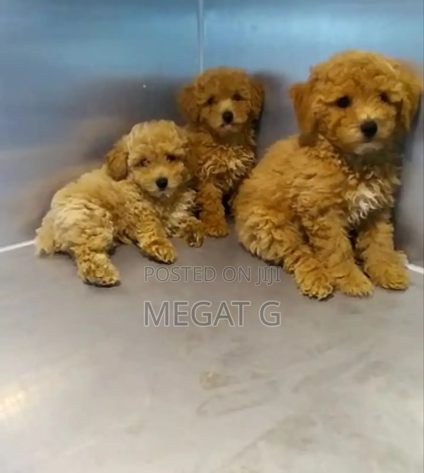 1-3 months Male Purebred Poodle