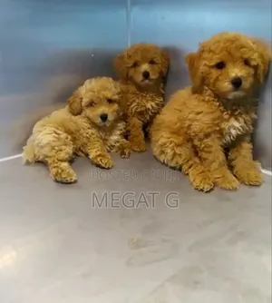 1-3 months Male Purebred Poodle