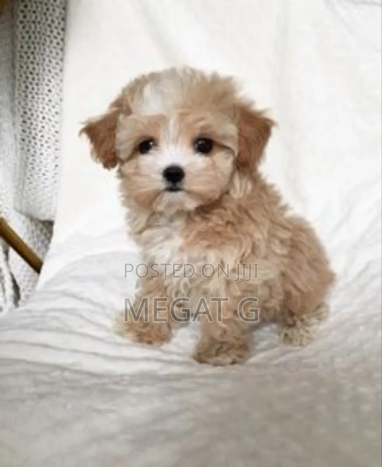 1-3 months Male Purebred Maltipoo