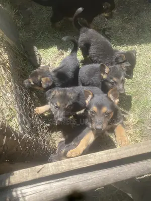 1-3 months Male Purebred German Shepherd