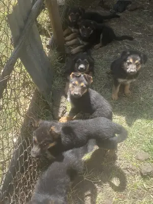 1-3 months Male Purebred German Shepherd