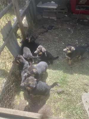 1-3 months Male Purebred German Shepherd