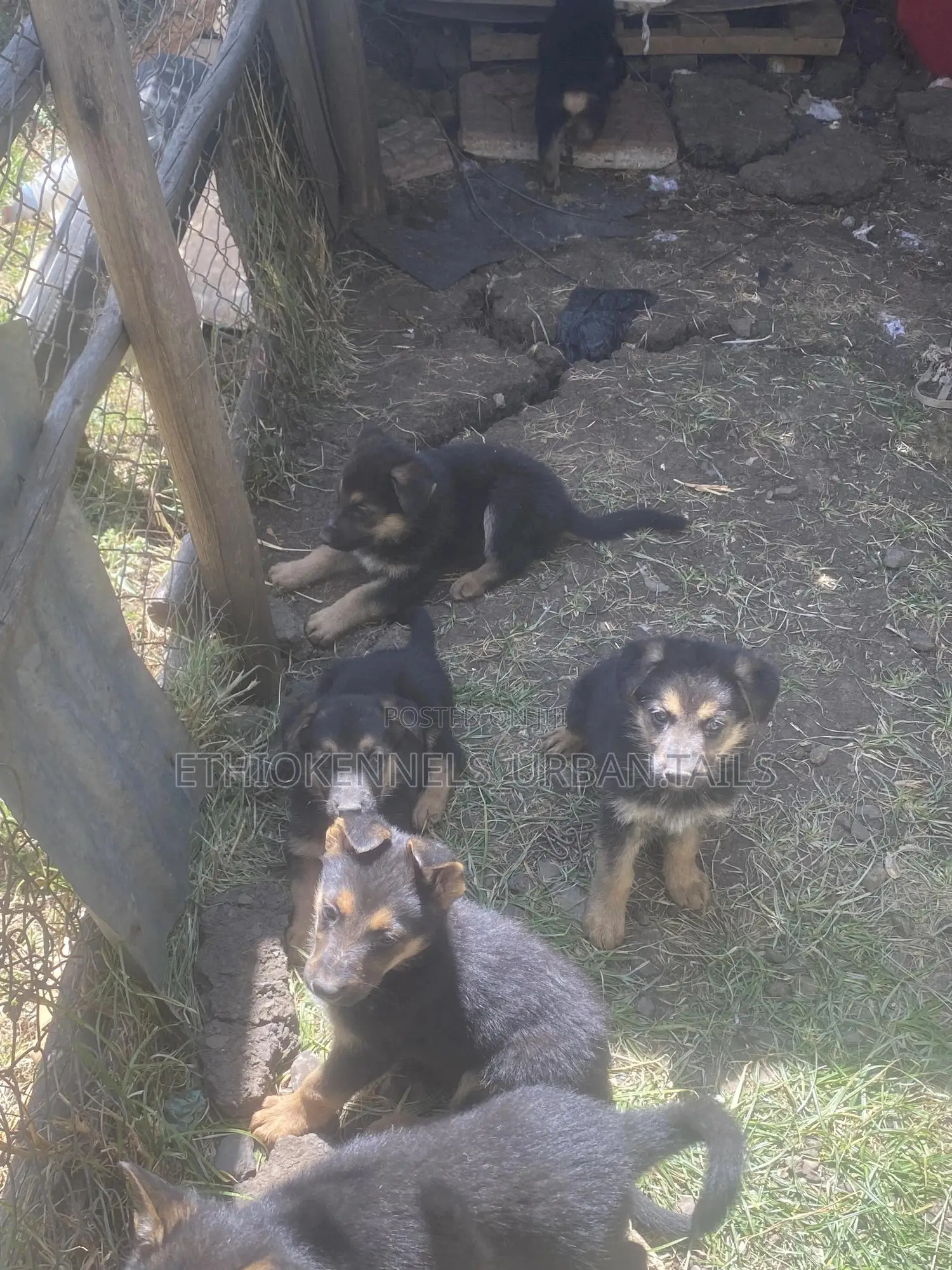 1-3 months Male Purebred German Shepherd