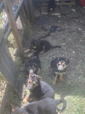 1-3 months Male Purebred German Shepherd