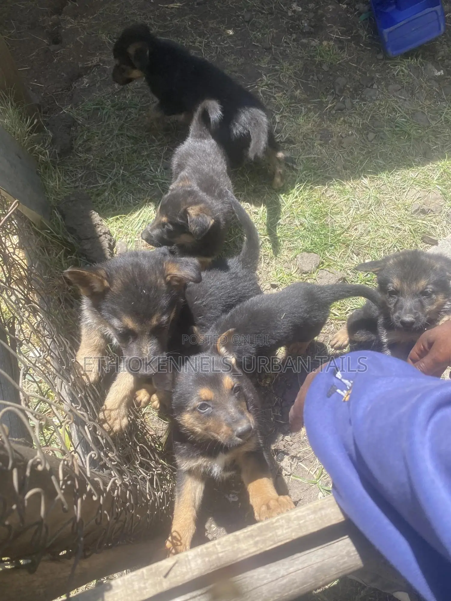 1-3 months Male Purebred German Shepherd