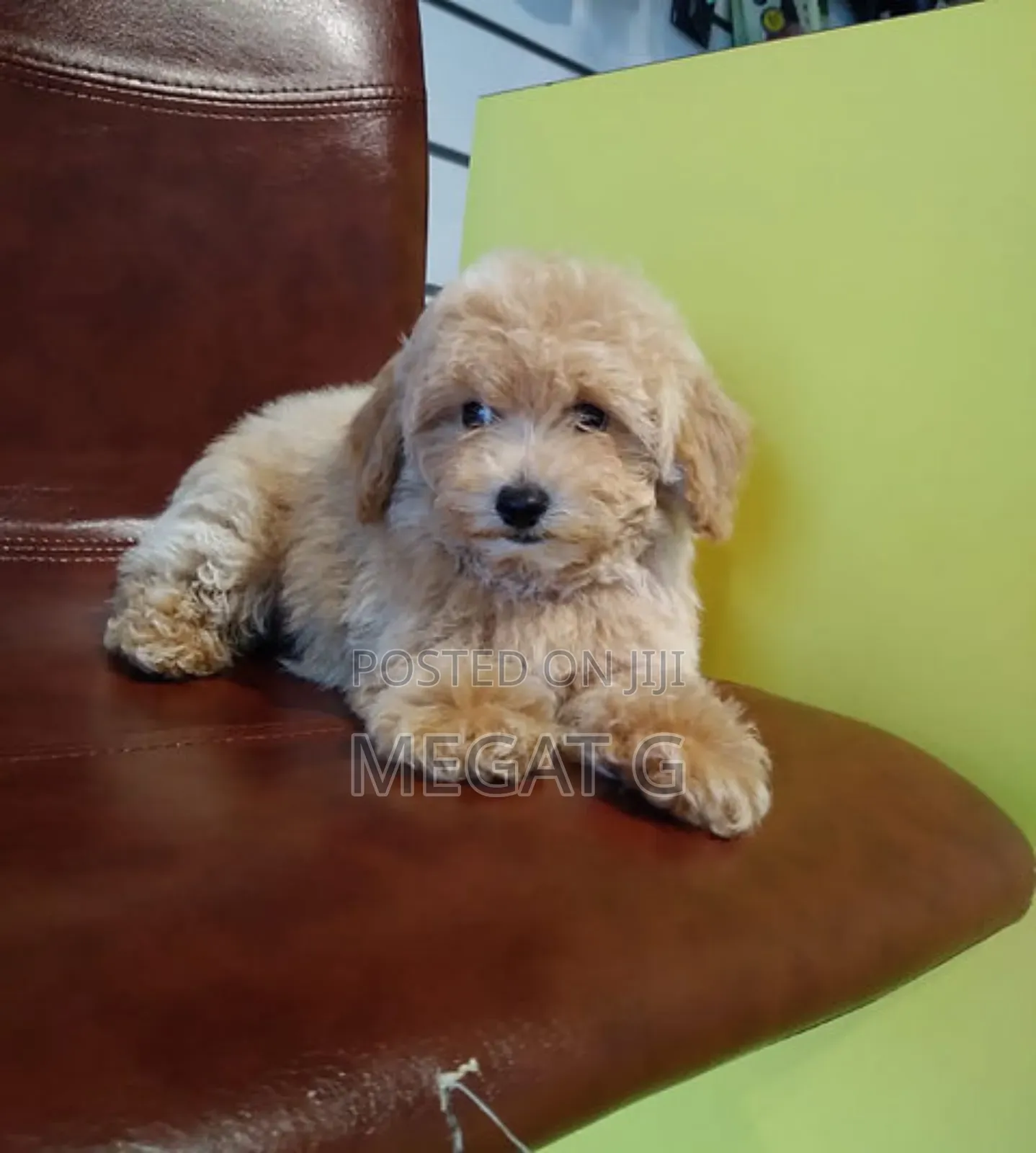 1-3 months Male Purebred Maltipoo