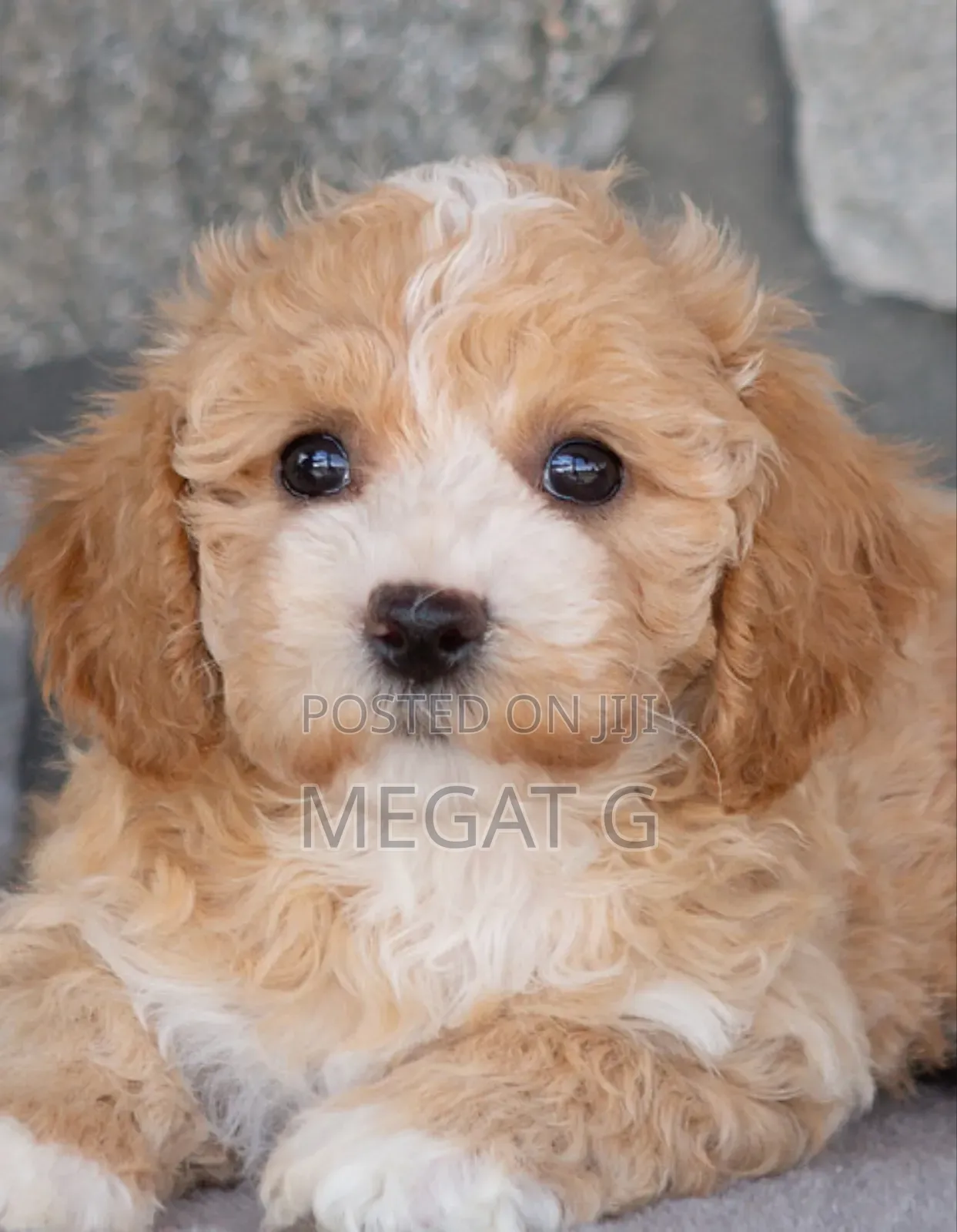 1-3 months Male Purebred Maltese