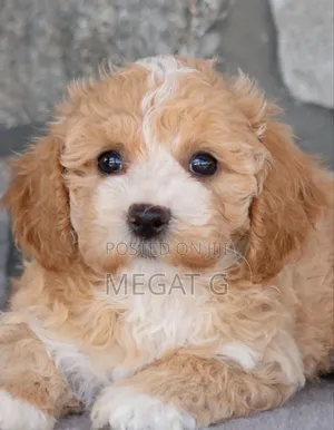1-3 months Male Purebred Maltese
