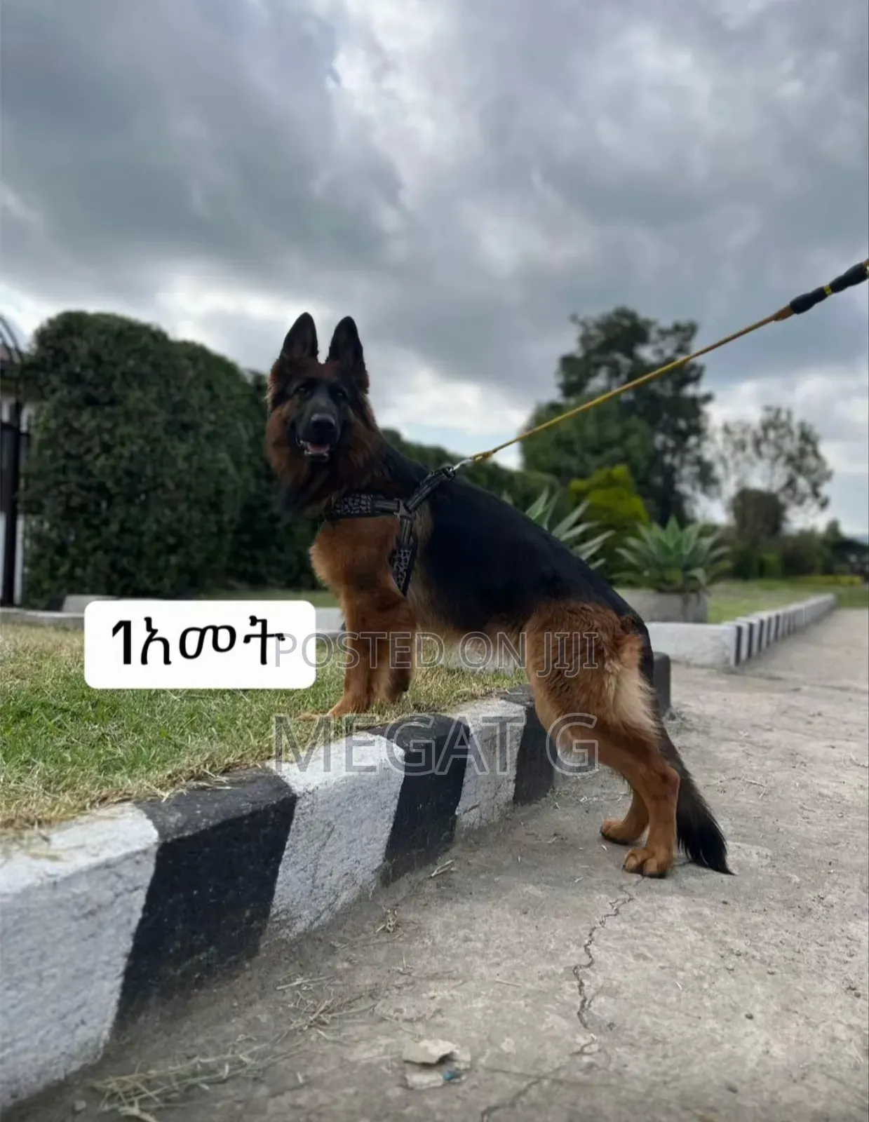 3-6 months Male Purebred German Shepherd