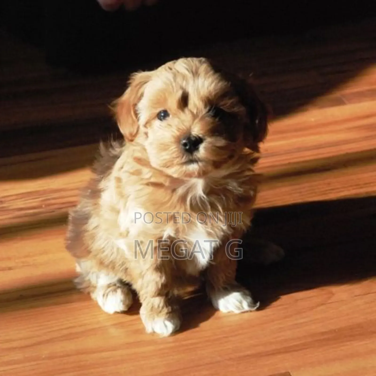 1-3 months Male Purebred Maltese