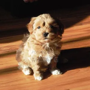 1-3 months Male Purebred Maltese