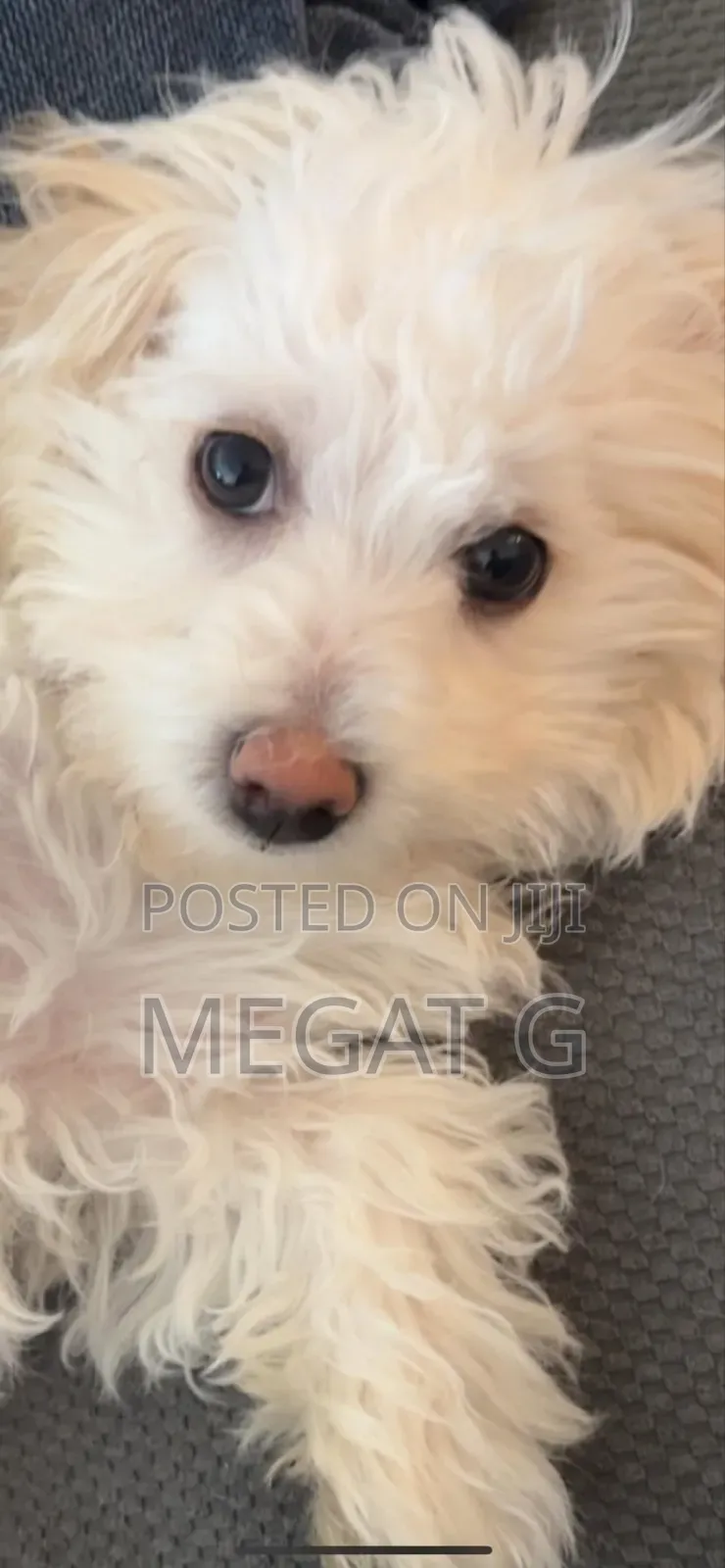 1-3 months Male Purebred Maltese