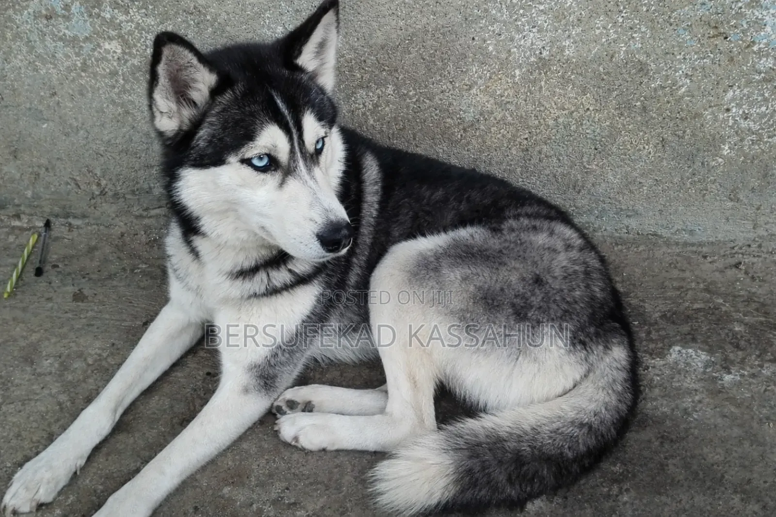 3-6 months Male Purebred Siberian Husky