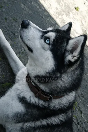 3-6 months Male Purebred Siberian Husky