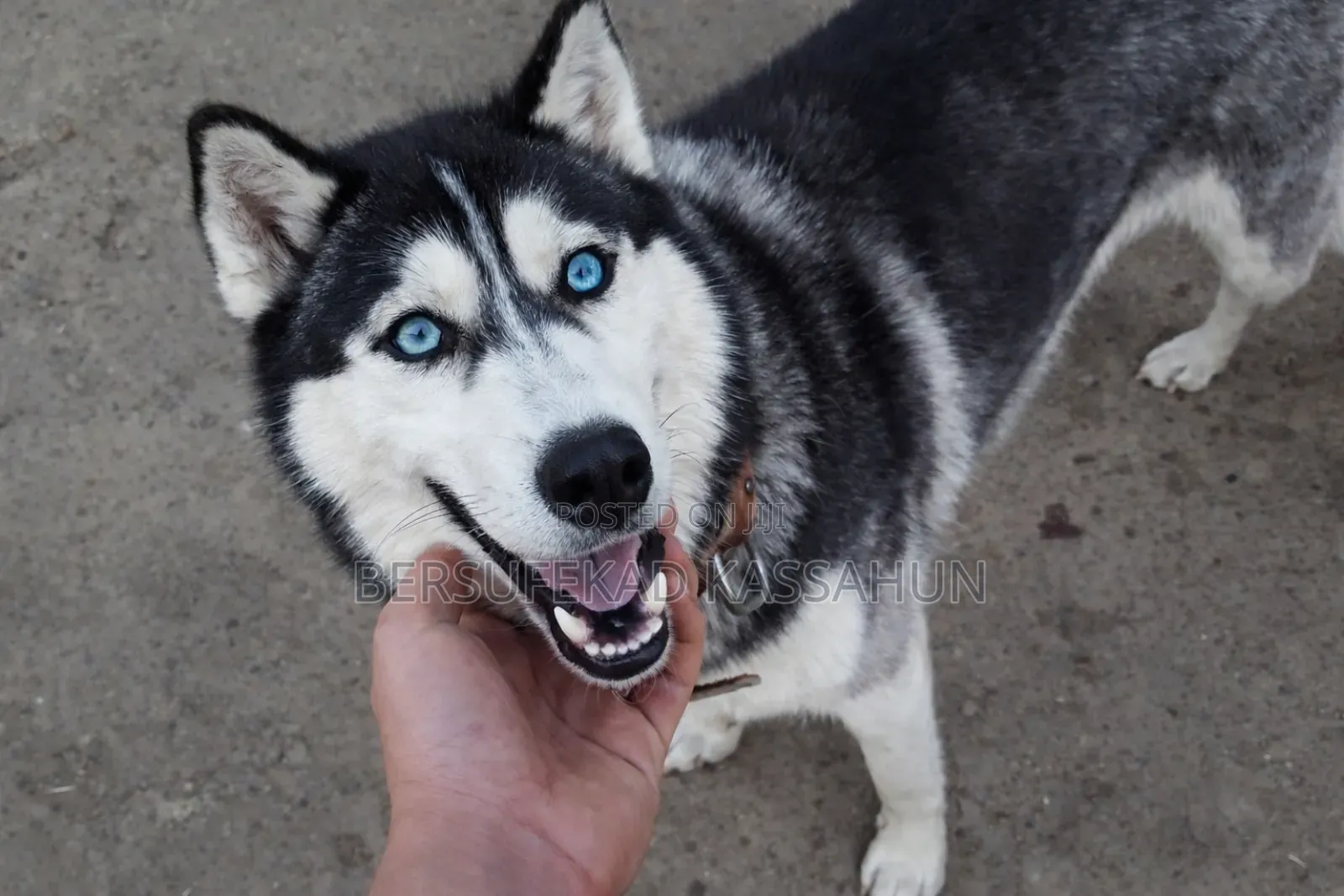 3-6 months Male Purebred Siberian Husky