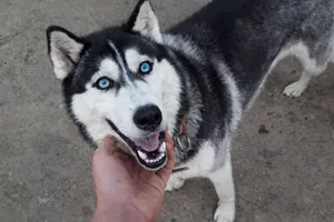 3-6 months Male Purebred Siberian Husky