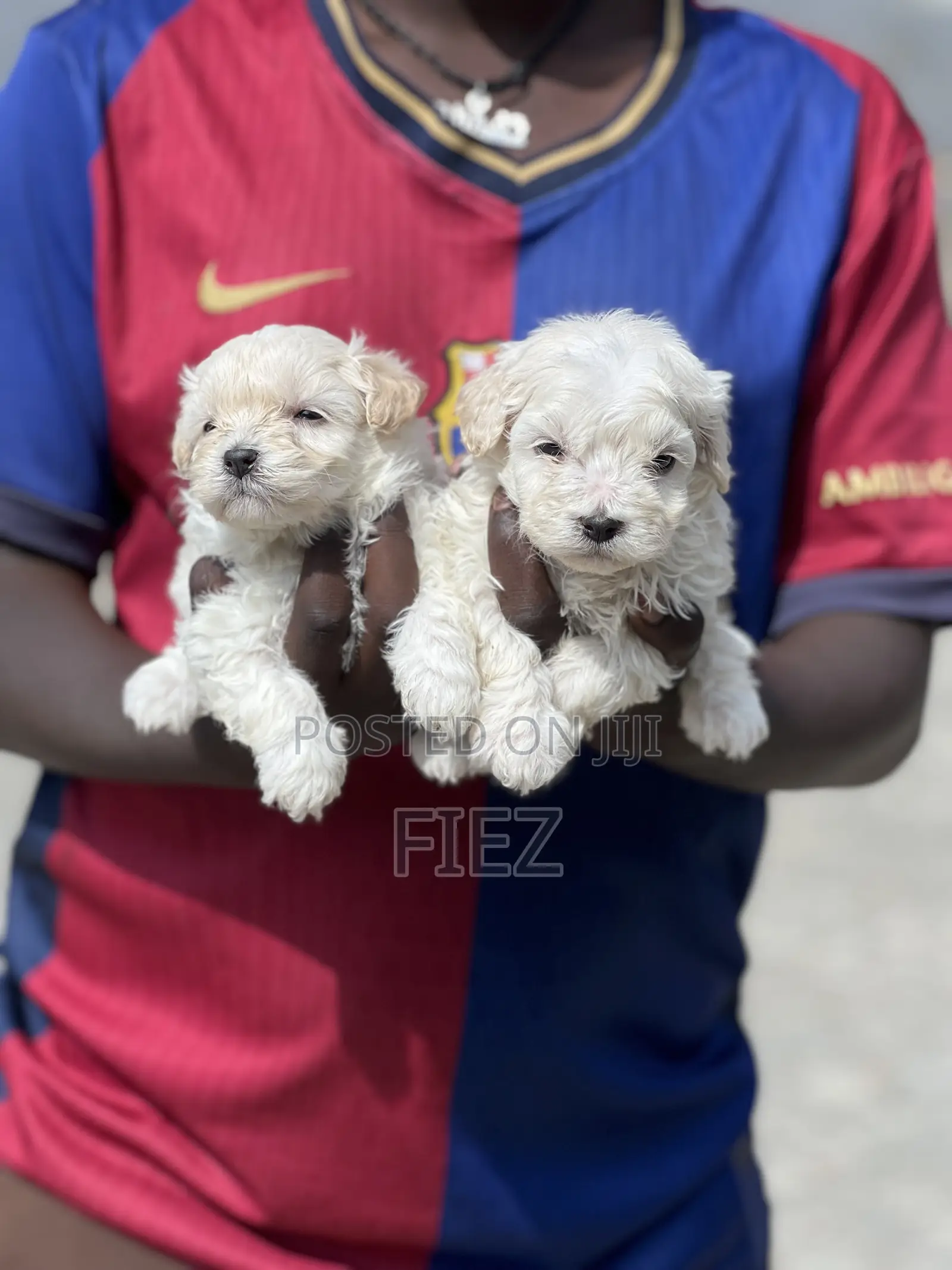 1-3 months Male Purebred Maltese