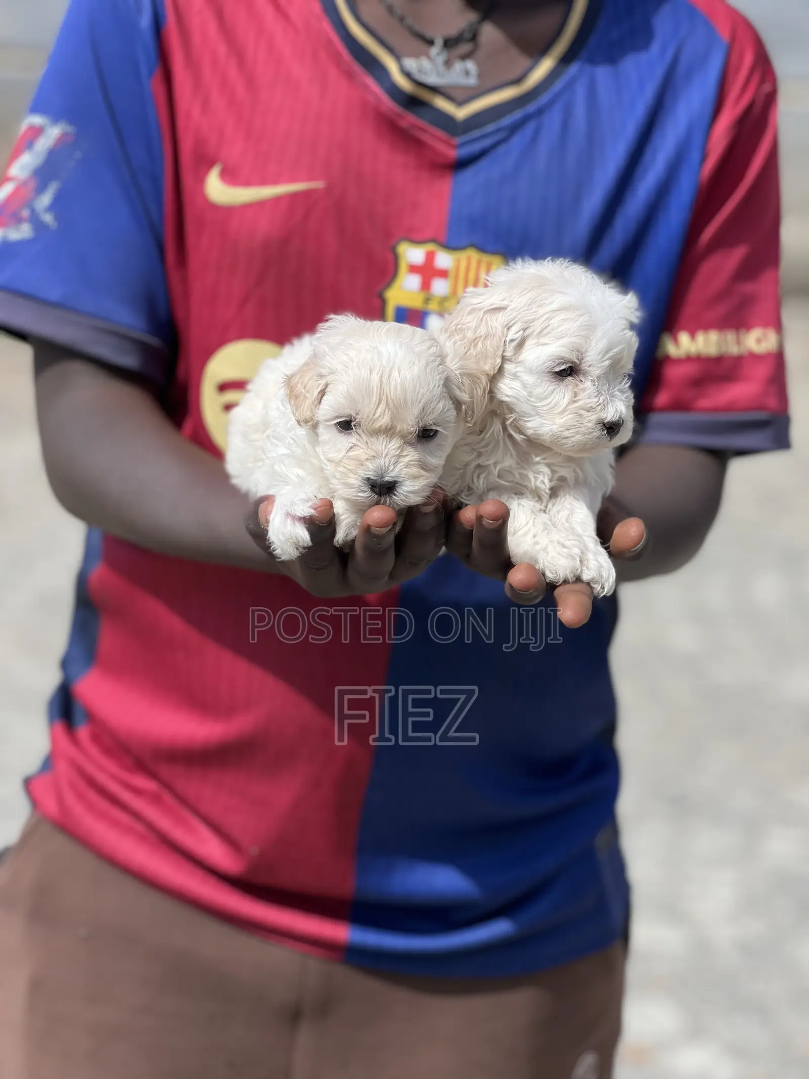 1-3 months Male Purebred Maltese