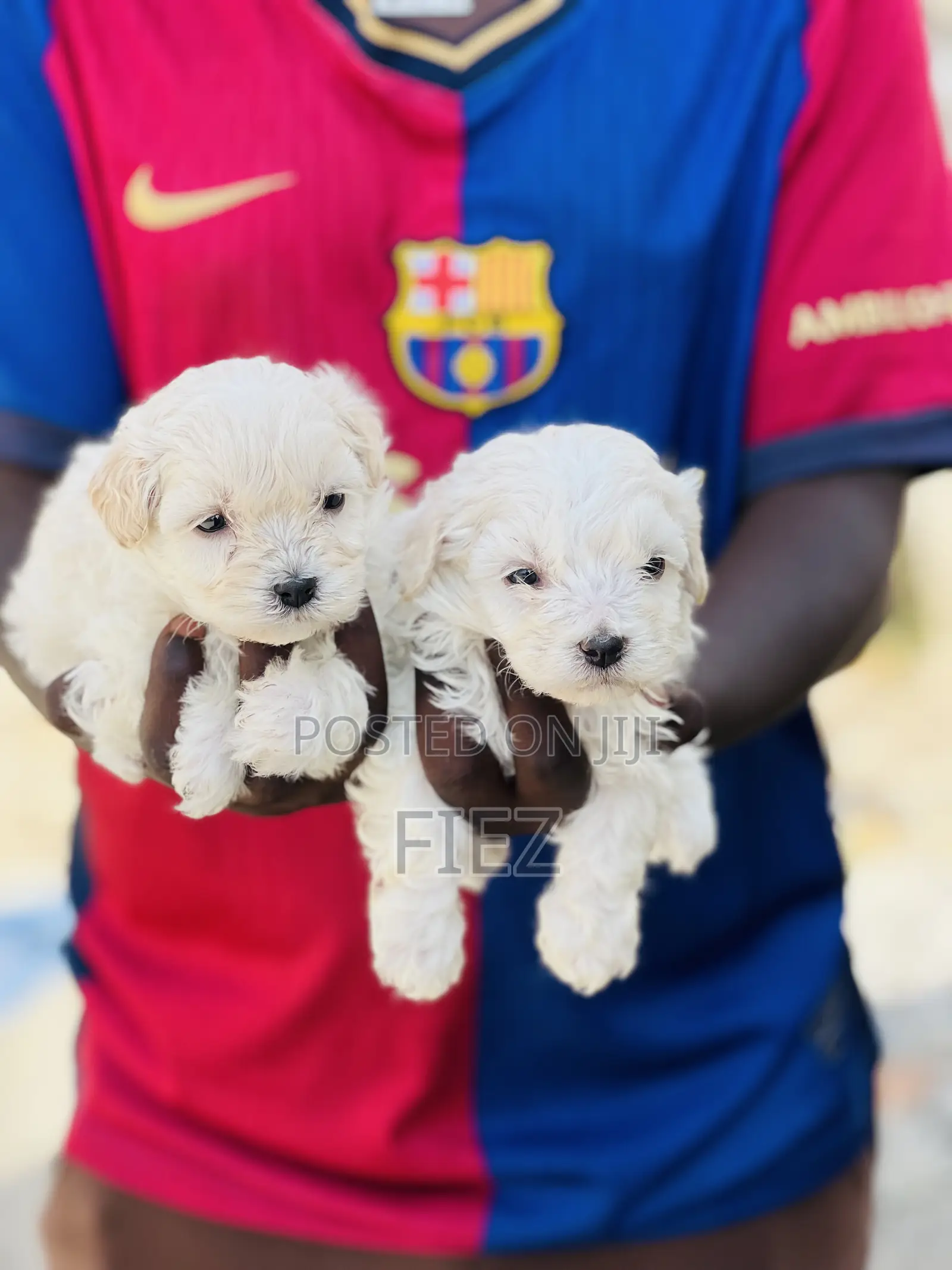 1-3 months Male Purebred Maltese