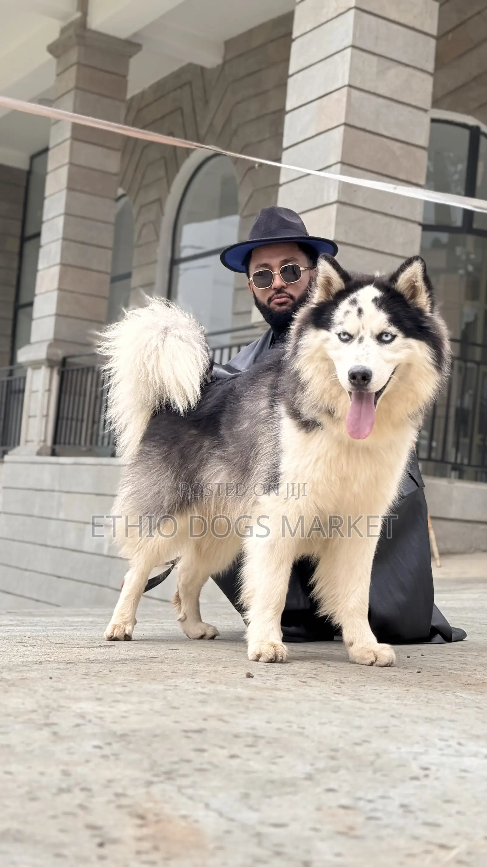 1-3 months Male Purebred Siberian Husky