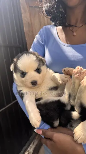 1-3 months Male Purebred Siberian Husky