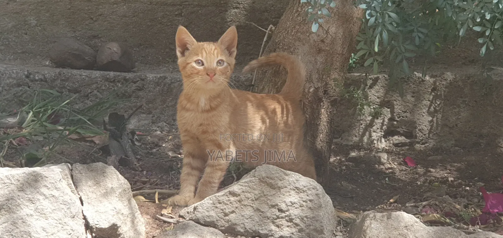 1-3 months Female Mixed Breed Abyssinian