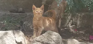 1-3 months Female Mixed Breed Abyssinian