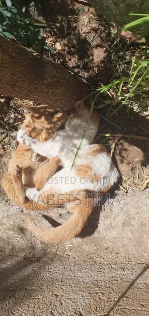 1-3 months Female Mixed Breed Abyssinian