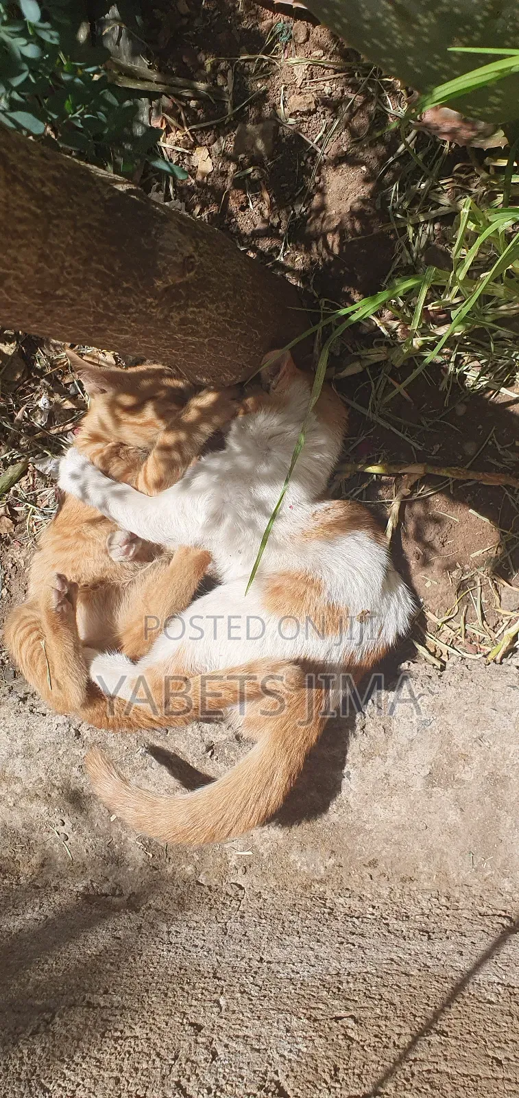 1-3 months Female Mixed Breed Abyssinian