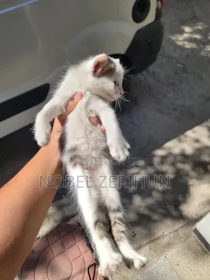 0-1 month Female Mixed Breed Abyssinian