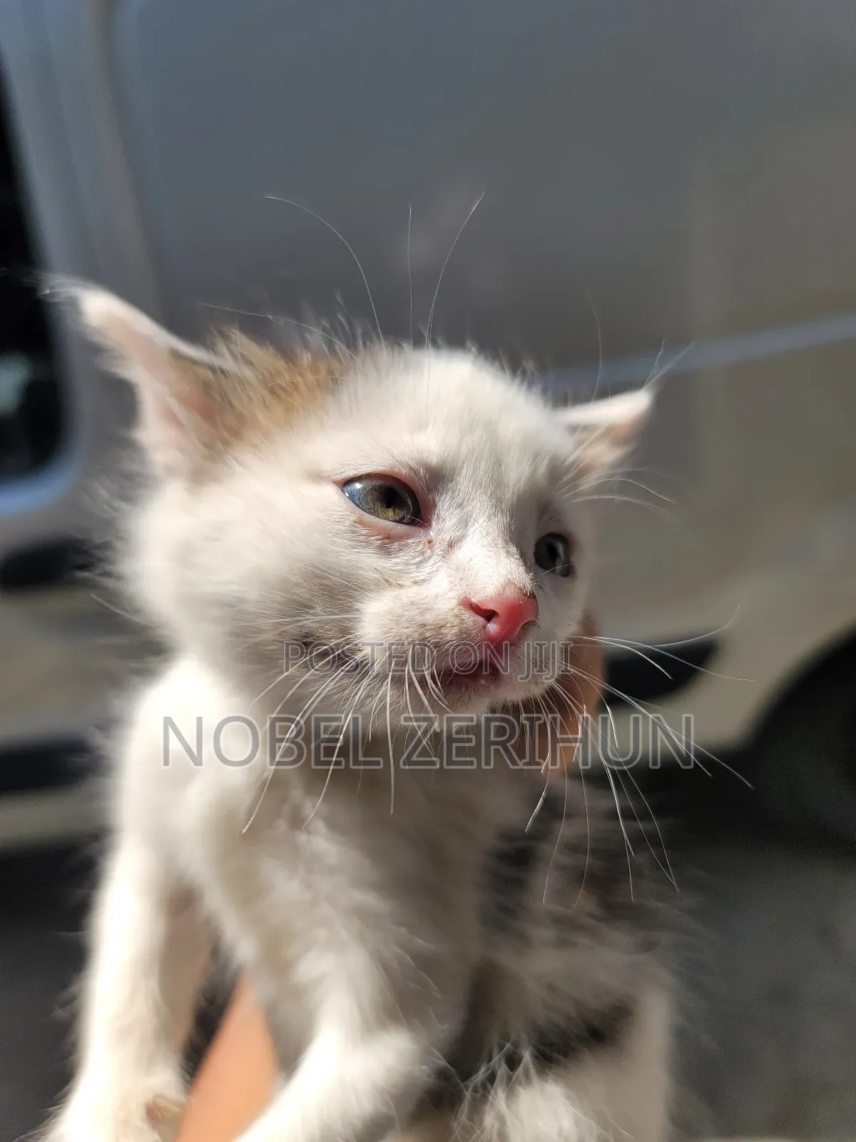 0-1 month Female Mixed Breed Abyssinian