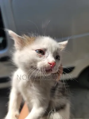 0-1 month Female Mixed Breed Abyssinian