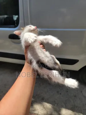 0-1 month Female Mixed Breed Abyssinian