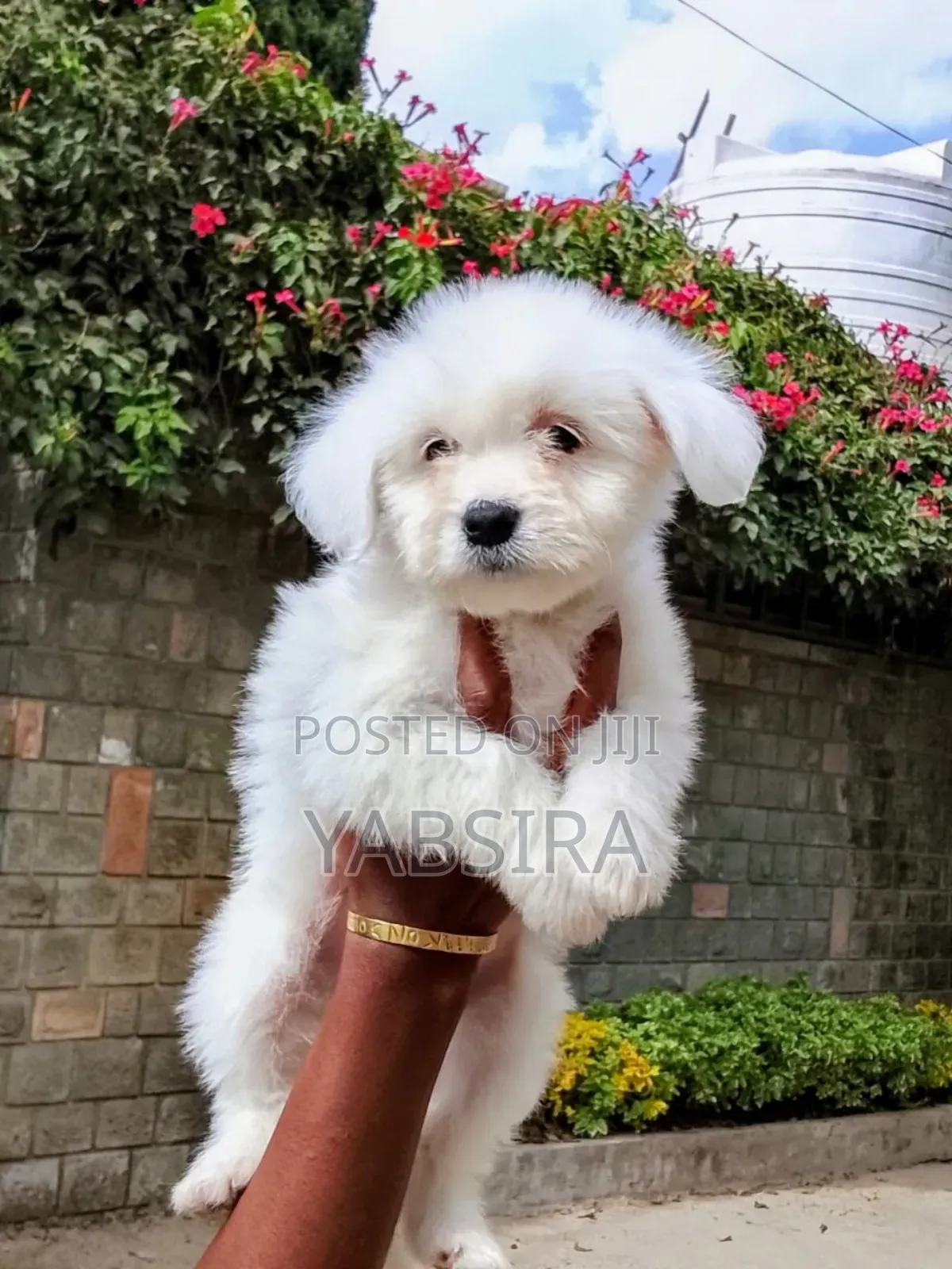 1-3 months Female Purebred Coton de Tulear