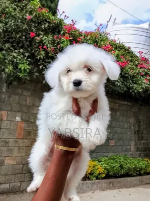 1-3 months Female Purebred Coton de Tulear