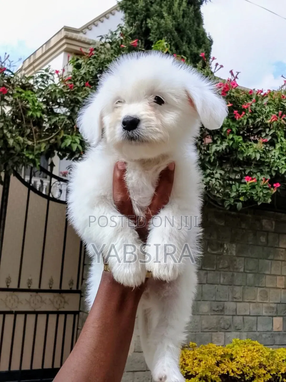 1-3 months Female Purebred Coton de Tulear
