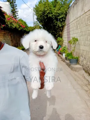 1-3 months Female Purebred Coton de Tulear
