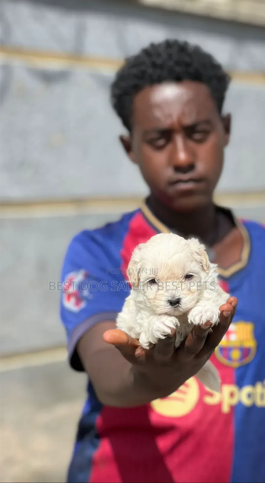6-12 months Male Purebred Maltese