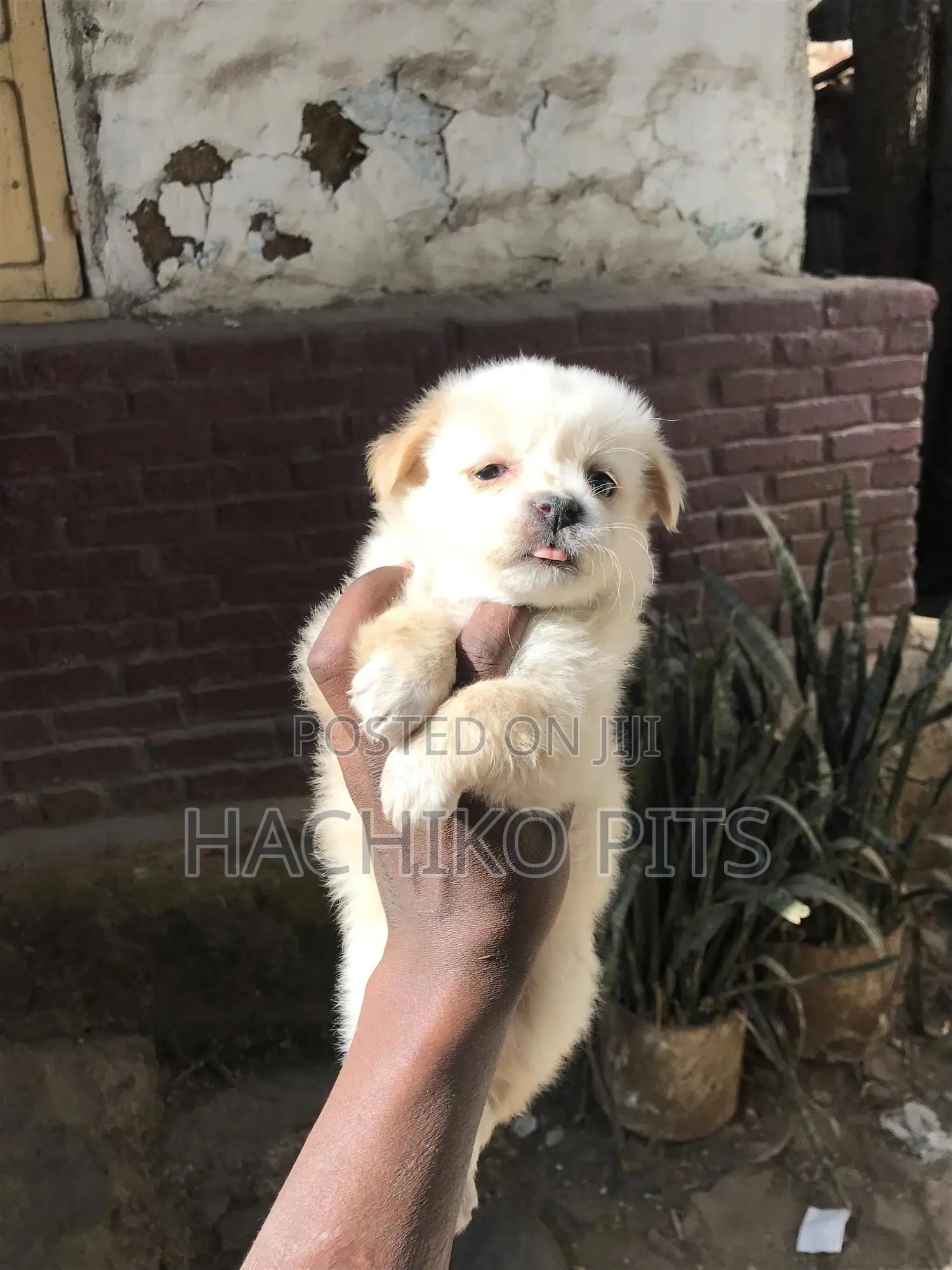 1-3 months Male Purebred Maltese
