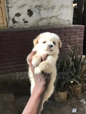 1-3 months Male Purebred Maltese