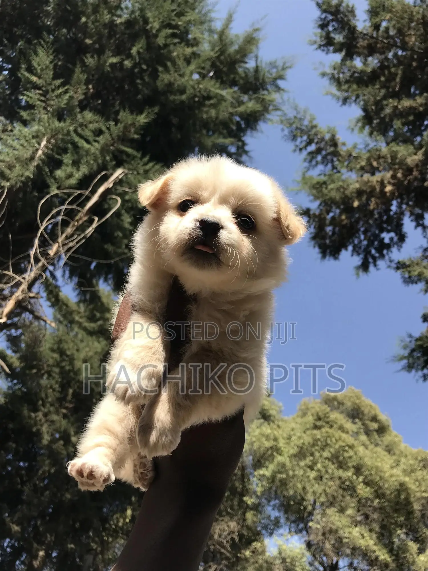1-3 months Male Purebred Maltese