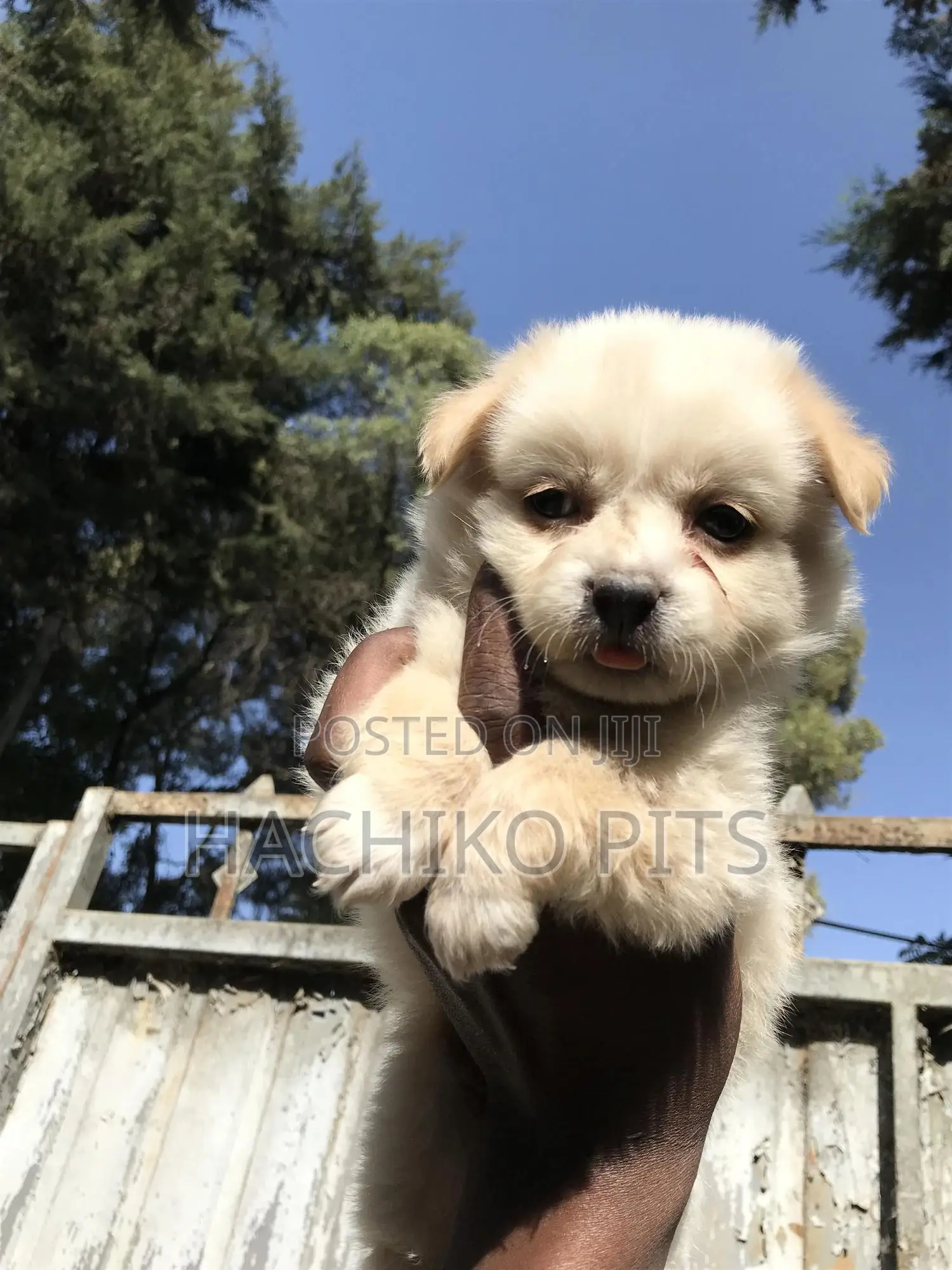 1-3 months Male Purebred Maltese