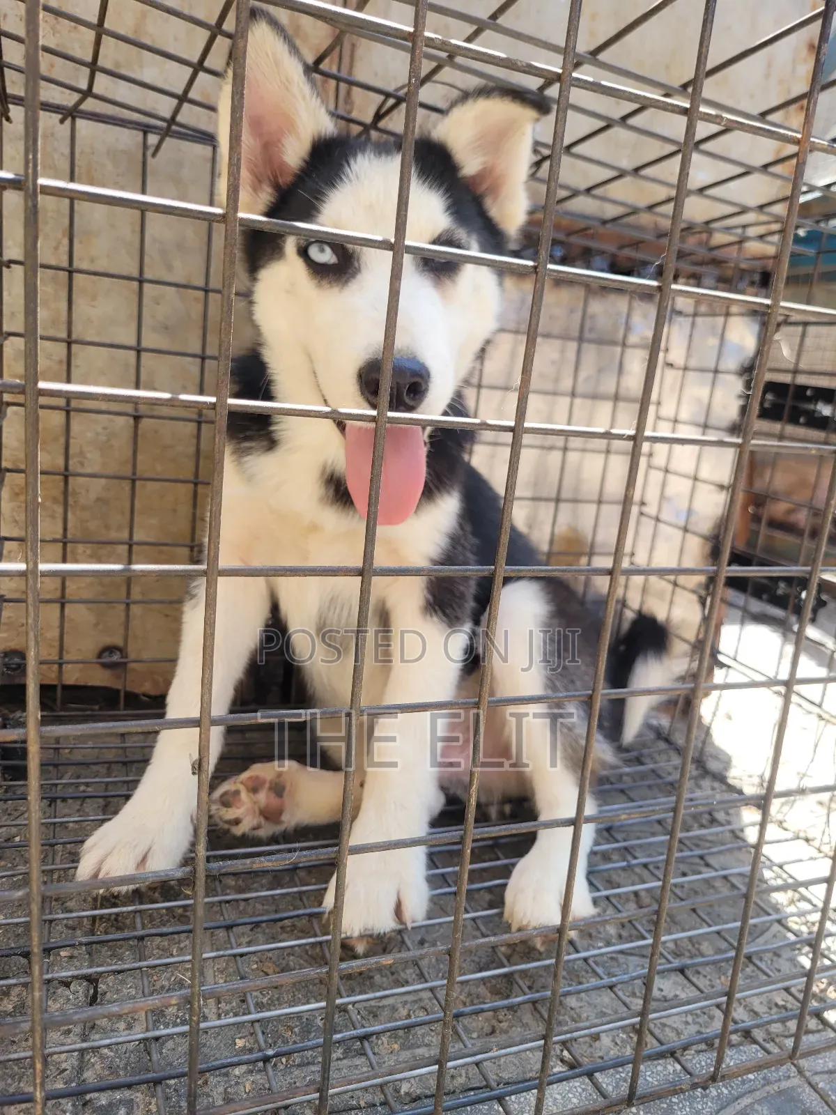 1-3 months Male Purebred Siberian Husky