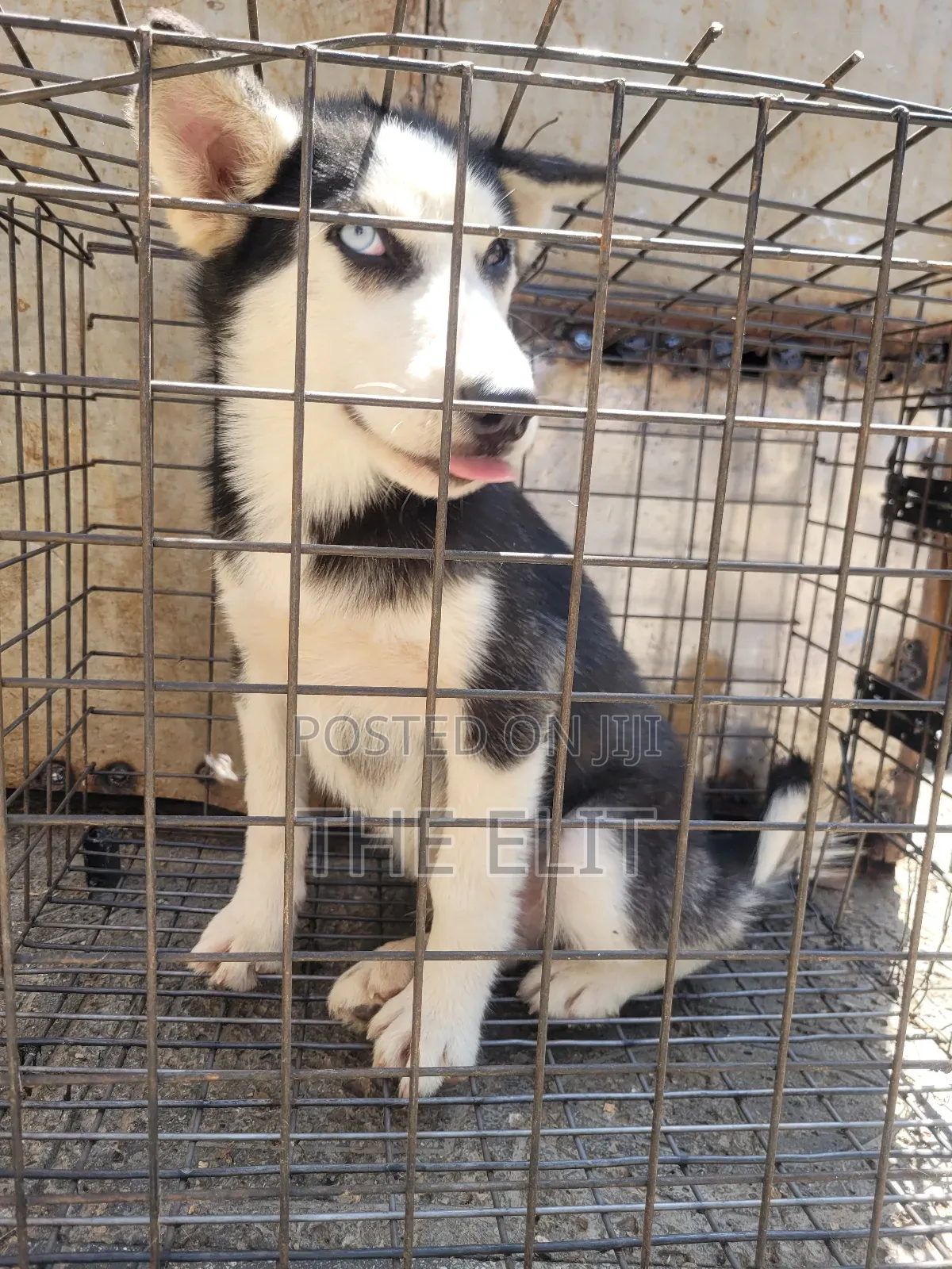 1-3 months Male Purebred Siberian Husky
